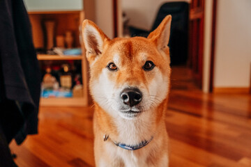 Shiba Inu, dog, close up, beautiful puppy