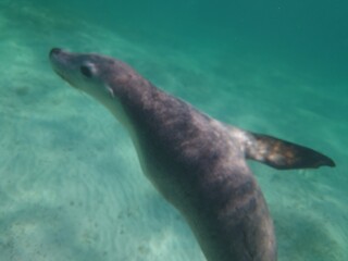Fototapeta premium sea lion swimming