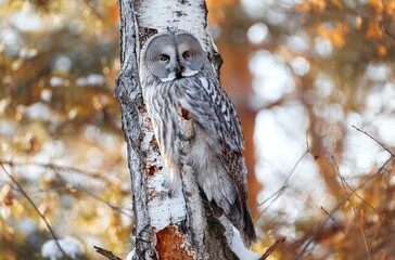 an owl is sitting on a branch
