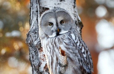 an owl is sitting on a branch