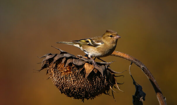 Common chaffinch on a sunflower