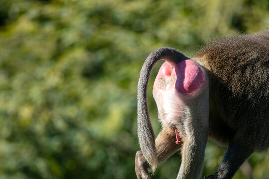 A Baboon Walking on Hands and Feet with a Bright Red Butt Ready to Mate