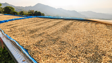 coffee plantation dried coffee beans on the floor at factory chiang rai thailand. - obrazy, fototapety, plakaty