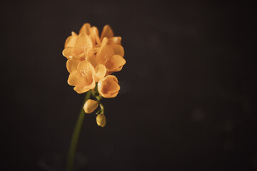 Freesia