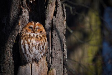 great horned owl on a branch
