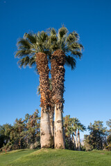 Fototapeta na wymiar A Pair Palm Trees on a Manicured Green Lawn
