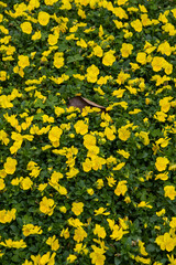 yellow flowers background