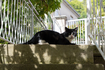 Black and white cat laying and relaxing on the stairs outdoors, Croatia - Powered by Adobe