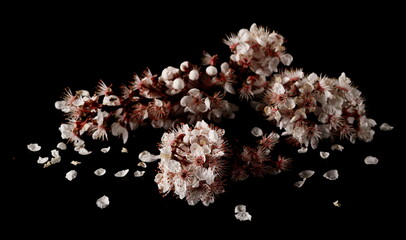 Blooming spring flowers isolated on black