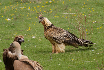 Gypaète barbu,.Gypaetus barbatus, Bearded Vulture