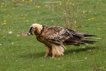 Gypaète barbu,.Gypaetus barbatus, Bearded Vulture