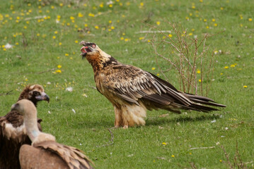 Gypaète barbu,.Gypaetus barbatus, Bearded Vulture
