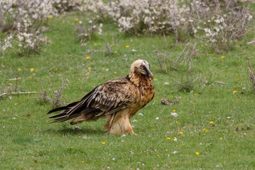 Gypaète barbu,.Gypaetus barbatus, Bearded Vulture