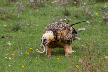 Gypaète barbu,.Gypaetus barbatus, Bearded Vulture
