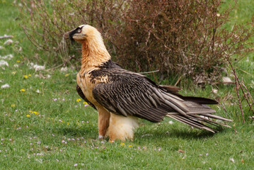 Gypaète barbu,.Gypaetus barbatus, Bearded Vulture