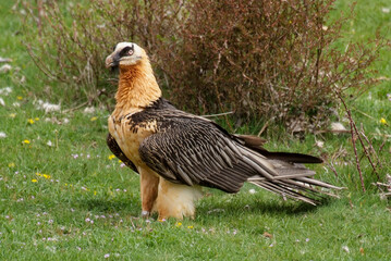 Gypaète barbu,.Gypaetus barbatus, Bearded Vulture