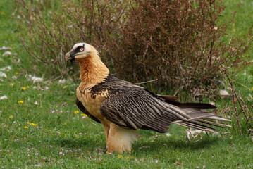 Gypaète barbu,.Gypaetus barbatus, Bearded Vulture
