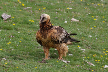 Gypaète barbu,.Gypaetus barbatus, Bearded Vulture
