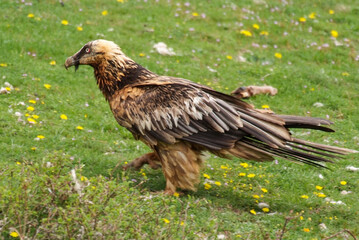 Gypaète barbu,.Gypaetus barbatus, Bearded Vulture