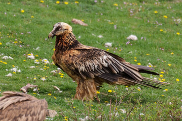 Gypaète barbu,.Gypaetus barbatus, Bearded Vulture