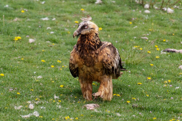 Gypaète barbu,.Gypaetus barbatus, Bearded Vulture