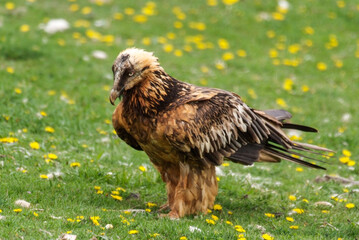 Gypaète barbu,.Gypaetus barbatus, Bearded Vulture