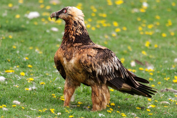 Gypaète barbu,.Gypaetus barbatus, Bearded Vulture