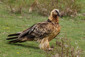 Gypaète barbu,.Gypaetus barbatus, Bearded Vulture