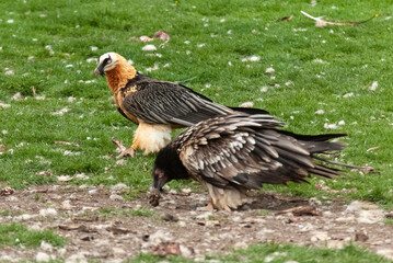 Gypaète barbu,.Gypaetus barbatus, Bearded Vulture