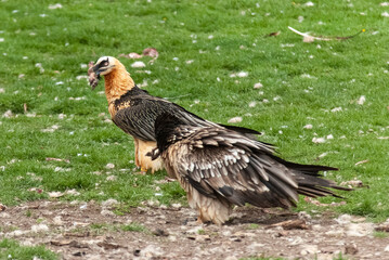 Gypaète barbu,.Gypaetus barbatus, Bearded Vulture