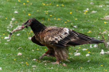 Gypaète barbu, .Gypaetus barbatus, Bearded Vulture