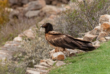 Gypaète barbu, .Gypaetus barbatus, Bearded Vulture