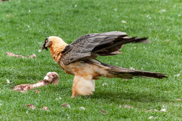 Gypaète barbu, .Gypaetus barbatus, Bearded Vulture