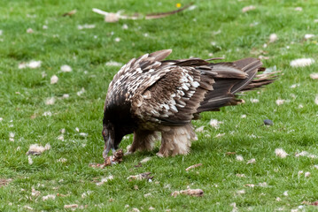 Gypaète barbu, .Gypaetus barbatus, Bearded Vulture