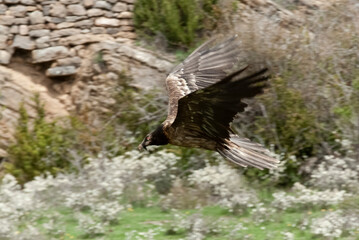 Gypaète barbu, .Gypaetus barbatus, Bearded Vulture