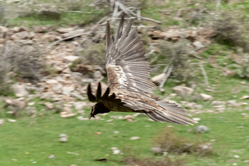 Gypaète barbu, .Gypaetus barbatus, Bearded Vulture