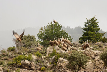 Vautour fauve,. Gyps fulvus, Griffon Vulture