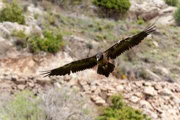 Gypaète barbu, .Gypaetus barbatus, Bearded Vulture