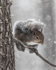 squirrel in the snow