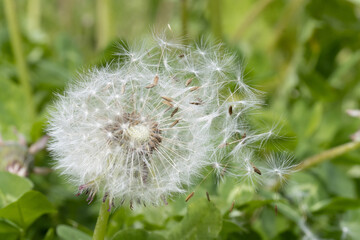 Dandelion with flying seeds on a green field, macro view.
