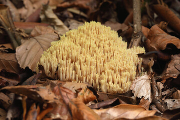 A cluster of Strict-branch Coral growing in a forest in autumn

