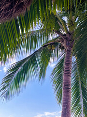 coconut palm tree