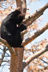 Juvenile Black Bear Cub Hugging a Tree Trunk