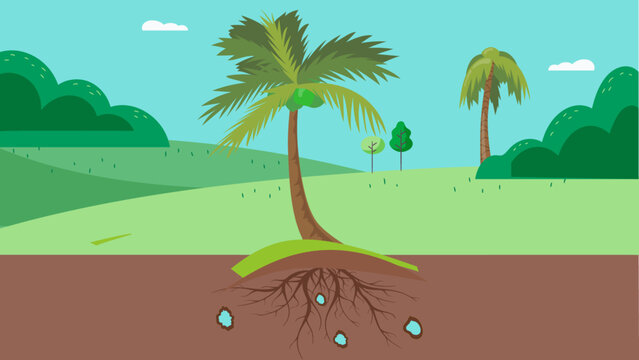 Cocunut Plant With Roots And Soil