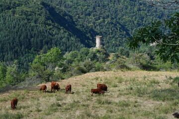 Tour du Rognon dominant la vallée de Montaigut le Blanc avec un beau troupeau de vaches salers sur le chemin de randonnée de la pinière dans le puy de dôme