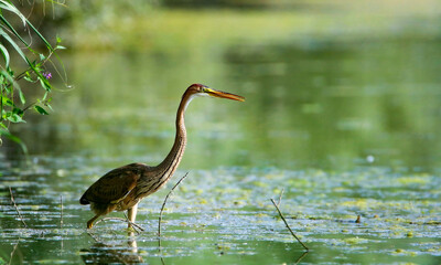 Purple heron on the Rhine