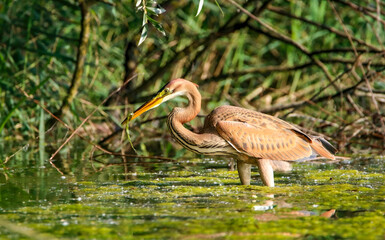 Purple heron on the Rhine