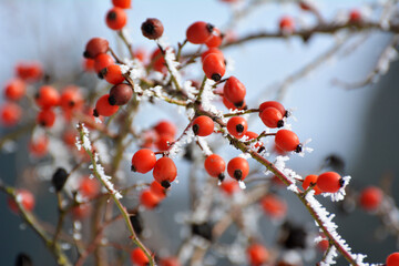 In winter on a branch of a bush hanging berries rose hips