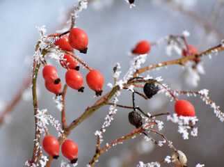Fototapeta na wymiar In winter on a branch of a bush hanging berries rose hips