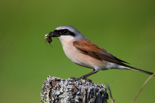 red-backed shrike with what was a spider
